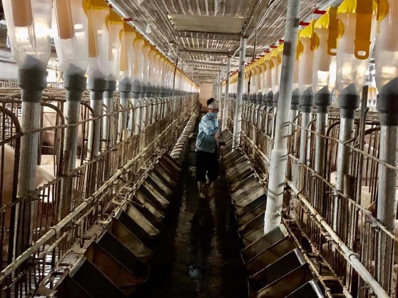 Trang trại chăn nuôi lợn thịt ứng dụng công nghệ cao của HTX chăn nuôi Hoàng Long.
