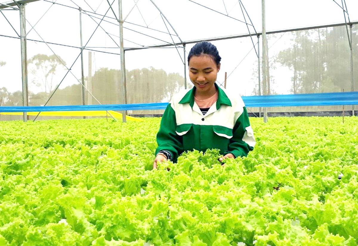 Cần thêm nhiều cơ chế, chính sách hỗ trợ để các HTX phát huy vai trò cầu nối, liên kết nông dân nâng tầm sản xuất.