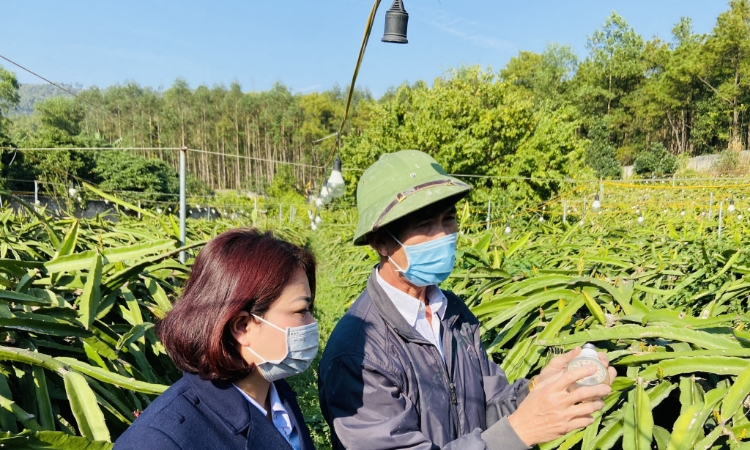 Đừng để tấm vé xuất khẩu trái cây hẹp vì bất cập mã số vùng trồng, cơ sở đóng gói