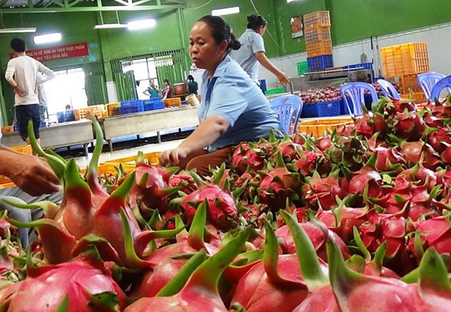 Nâng cao chất lượng theo hướng xanh, sạch, hữu cơ là chìa khóa để HTX mở cánh cửa xuất khẩu chính ngạch.