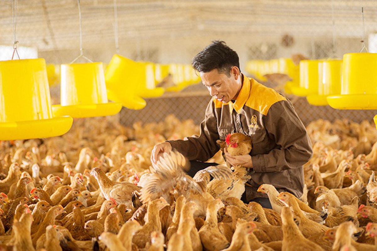 Để thúc đẩy chăn nuôi công nghệ cao, các HTX cần thêm sự đồng hành thiết thực từ địa phương.