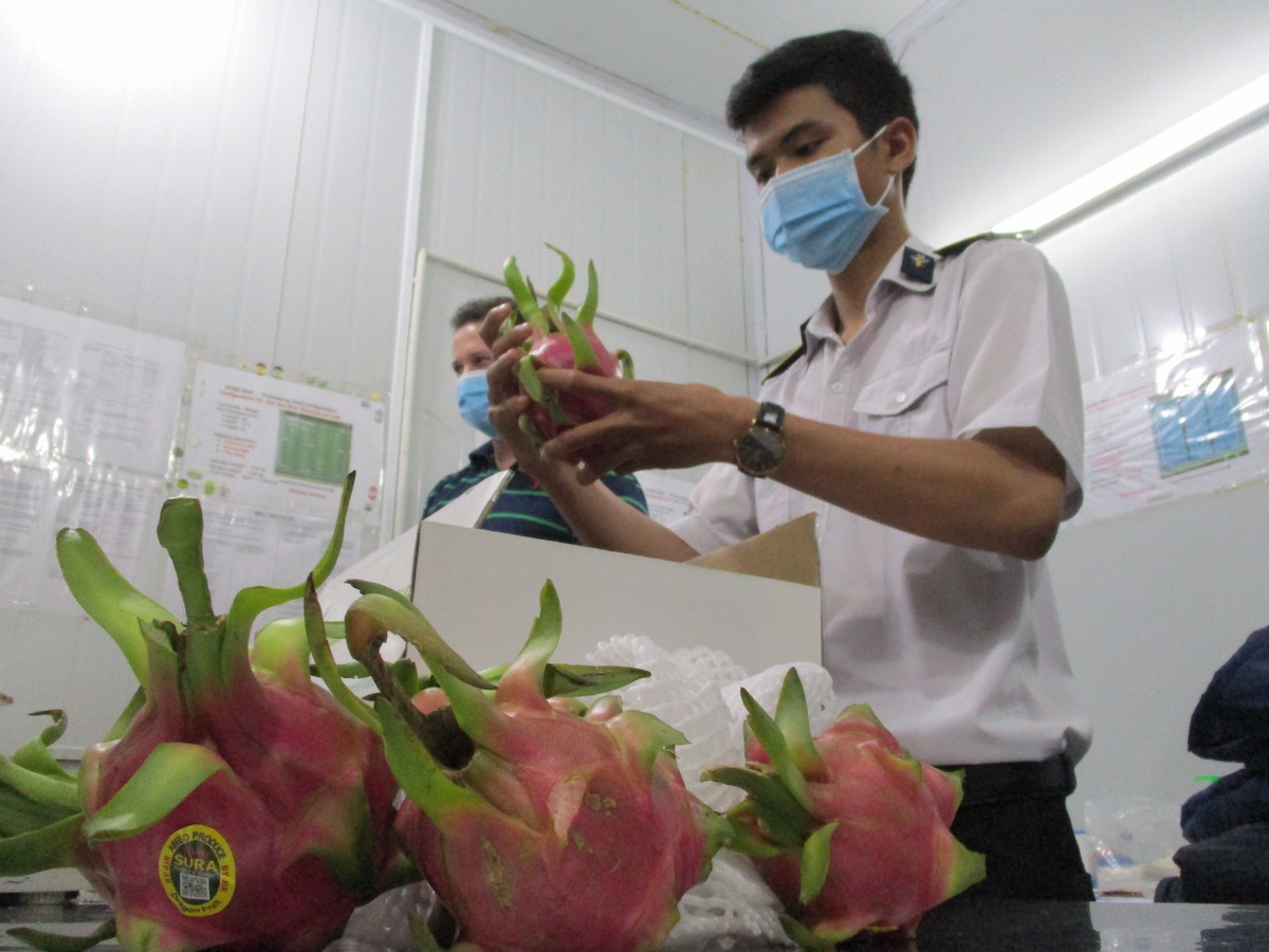 EU vẫn tiếp tục siết chặt quy định kiểm tra an toàn thực phẩm với thanh long Việt Nam.