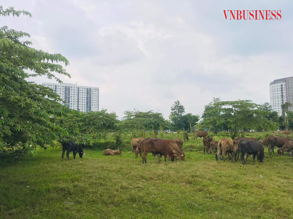 Nhiều khu đất trong KĐT vẫn là nơi... chăn bò.