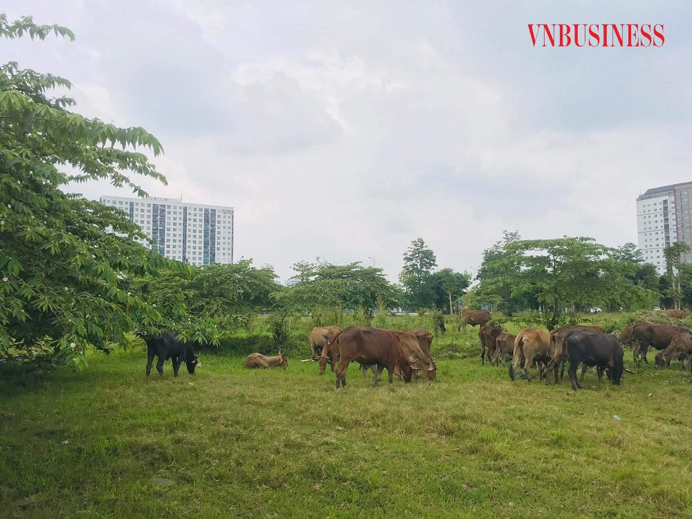 Nhiều khu đất trong KĐT vẫn là nơi... chăn bò.