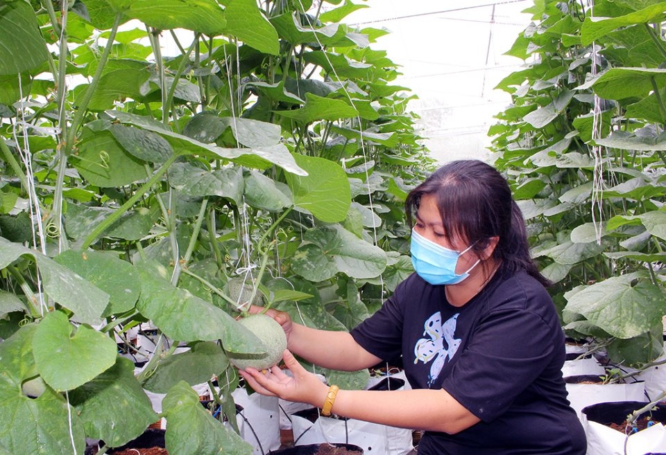 Nhiều người dân, HTX vẫn gặp khó khăn trong xin chuyển đổi cây trồng vật nuôi.