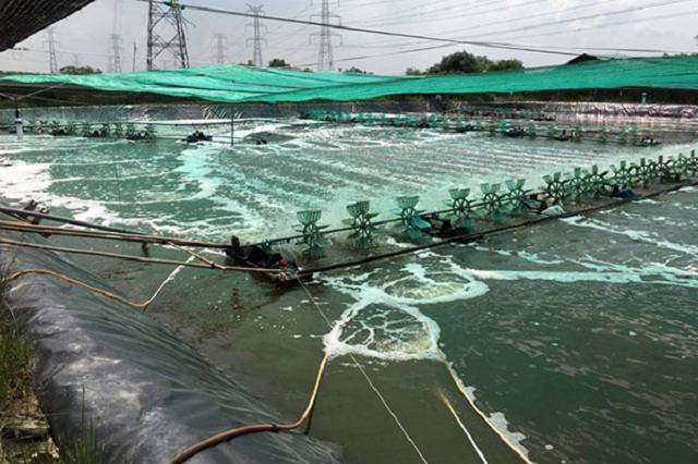 Để giảm thiểu ô nhiễm môi trường, nhiều HTX đã chú trọng đầu tư nuôi tôm thâm canh theo hướng công nghệ cao.