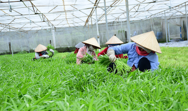 Nhiều HTX ở Thủ đô luôn chú trọng vấn đề sản xuất đi đôi với BVMT nhằm phát triển bền vững.