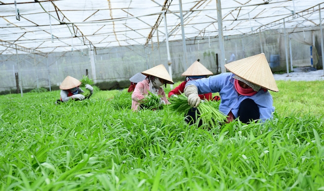 Nhiều HTX ở Thủ đô luôn chú trọng vấn đề sản xuất đi đôi với BVMT nhằm phát triển bền vững.