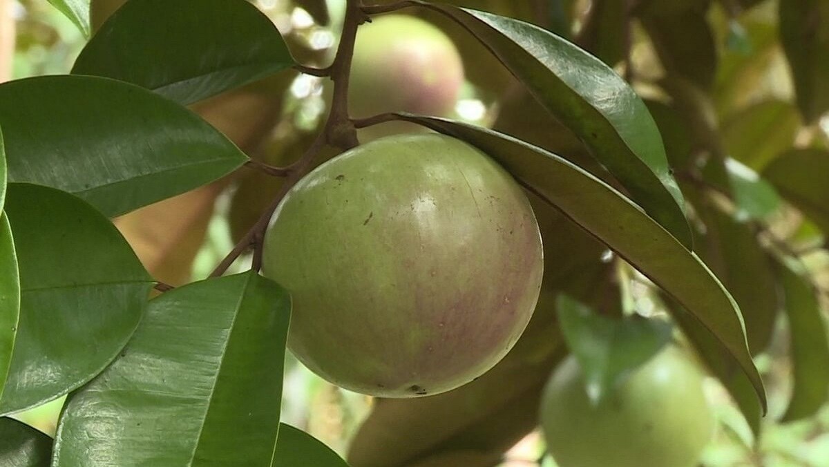 HTX vú sữa Vĩnh Kim lựa chọn đăng ký nhãn hiệu tập thể cho sản phẩm thay vì đăng ký chỉ dẫn địa lý.