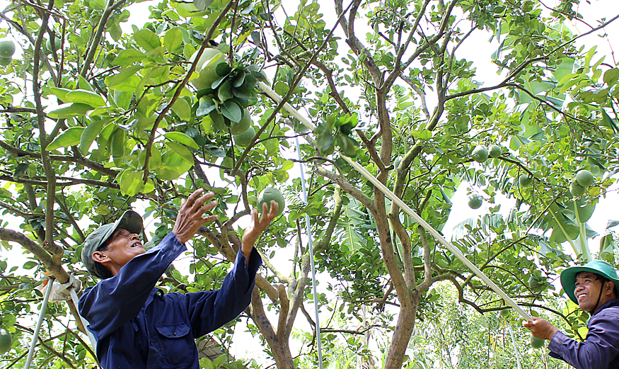 Cả nước có rất nhiều nông đặc sản đặc trưng có giá trị cao nhưng đến nay mới có 106 sản phẩm được cấp bảo hộ chỉ dẫn địa lý.