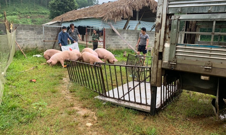 Giá lợn hơi chững lại, mức thấp nhất là 51.000 đồng/kg