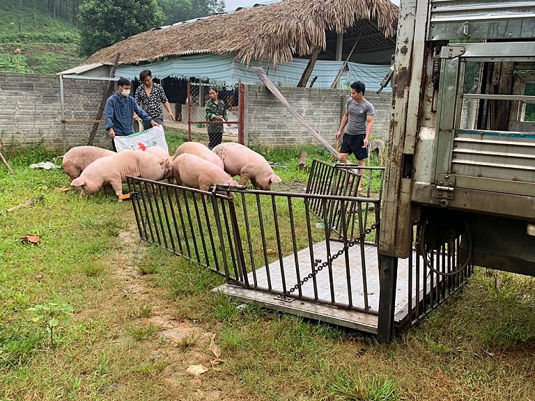 Người chăn nuôi đang gặp nhiều khó khăn vì giá thức ăn liên tục tăng trong khi giá lợn hơi đang ở mức thấp.