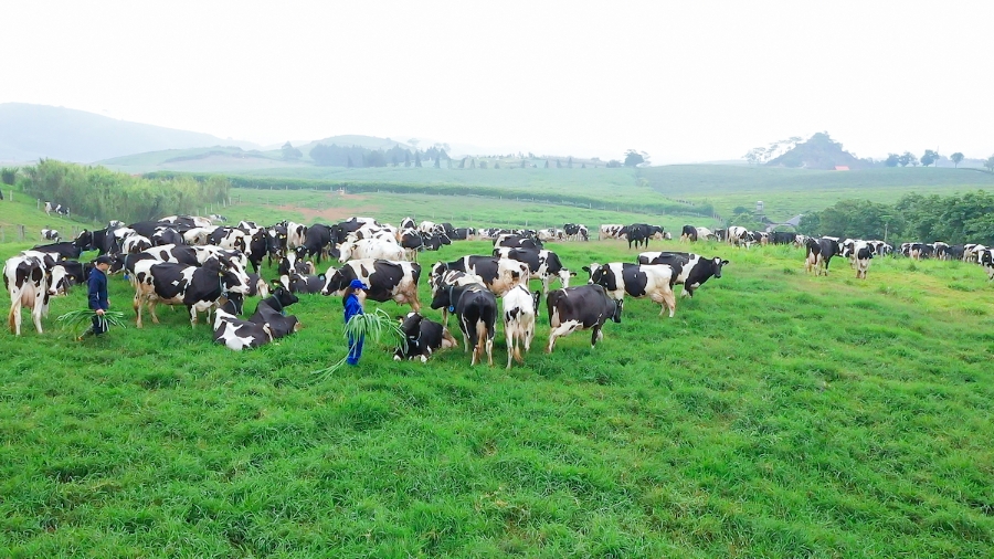 Tổ hợp Thiên đường sữa Mộc Châu dự kiến đi vào hoạt động chính thức vào năm 2025 được kỳ vọng sẽ trở thành “Kỳ quan Tây Bắc”, là điểm tham quan giới thiệu hoạt động sản xuất nông nghiệp và chế biến sữa độc đáo và hấp dẫn, mang đến bước phát triển mới cho ngành chăn nuôi bò sữa và công nghiệp chế biến sữa tại địa phương, đánh dấu cột mốc đưa ngành sữa Việt Nam bước lên một tầm cao mới và tạo dấu ấn rõ nét trên bản đồ sữa thế giới.