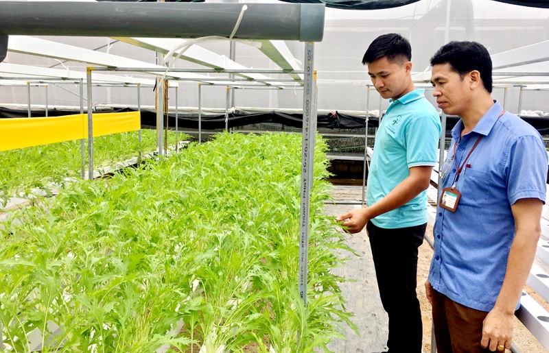 Phát triển HTX sẽ thúc đẩy các chuỗi giá trị bền vững.