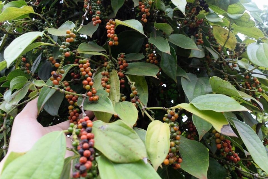 Giá tiêu ngày 27/6 trong khoảng 69.500 - 72.500 đồng/kg.