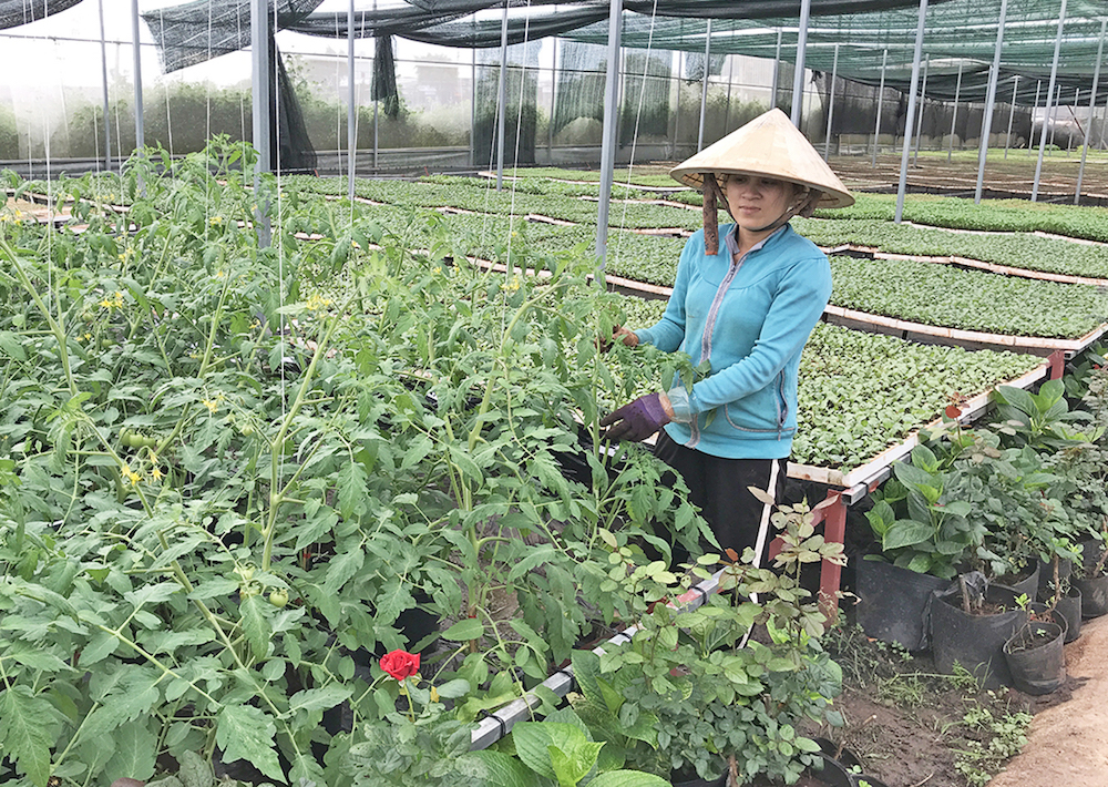 Ngành nông nghiệp thực hiện hiệu quả các chương trình, đề án, dự án nâng cao vai trò vị thế của HTX trong các chuỗi giá trị và vùng nguyên liệu đạt chuẩn.