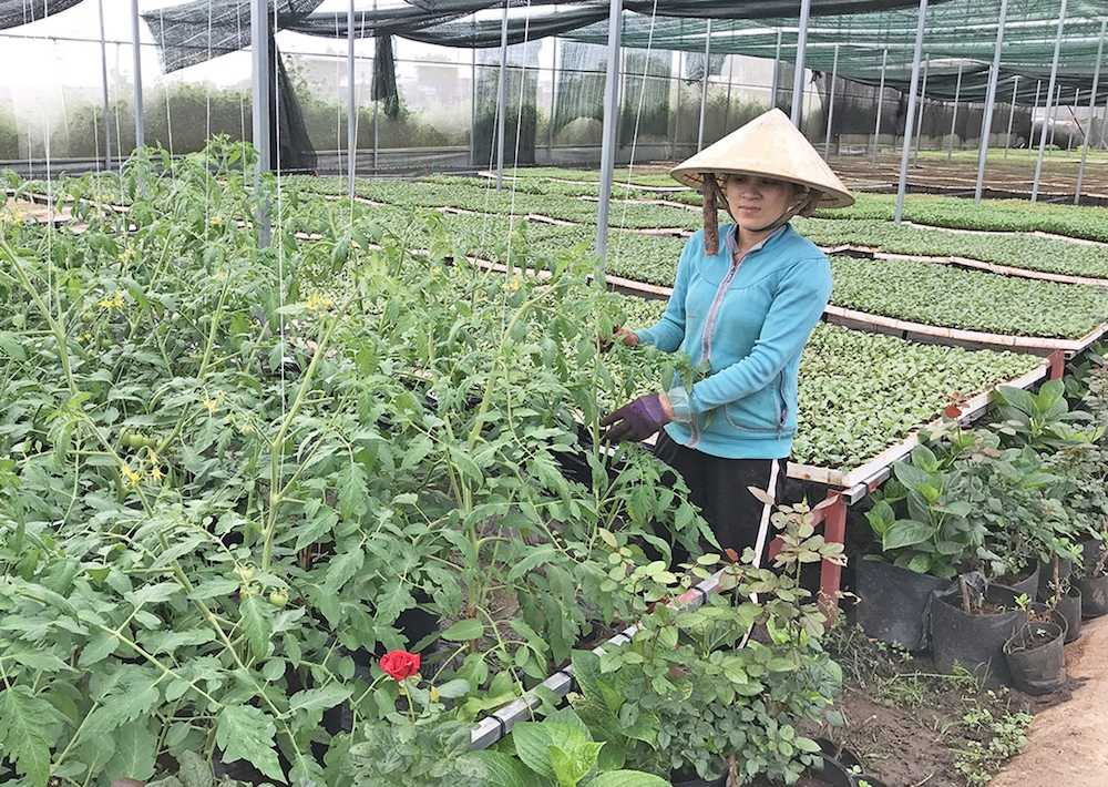 Ngành nông nghiệp thực hiện hiệu quả các chương trình, đề án, dự án nâng cao vai trò vị thế của HTX trong các chuỗi giá trị và vùng nguyên liệu đạt chuẩn.