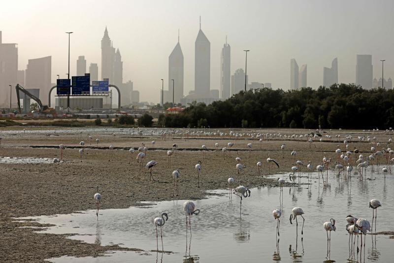 Báo cáo cho biết các vấn đề toàn cầu bao gồm Covid-19, chiến sự ở Ukraine, biến động tỷ giá hối đoái và lạm phát lan rộng đang ảnh hưởng đến tiền lương và tiền tiết kiệm của nhân viên, trong khi số lượng chuyên gia chuyển đến châu Á trong 18 tháng qua đã giảm.Những chú chim hồng hạc tập trung tại khu bảo tồn động vật hoang dã Ras al-Khor ở Dubai với hậu cảnh là nền trời thành phố, vào ngày 21 tháng 6 năm 2022. (Ảnh: AFP)