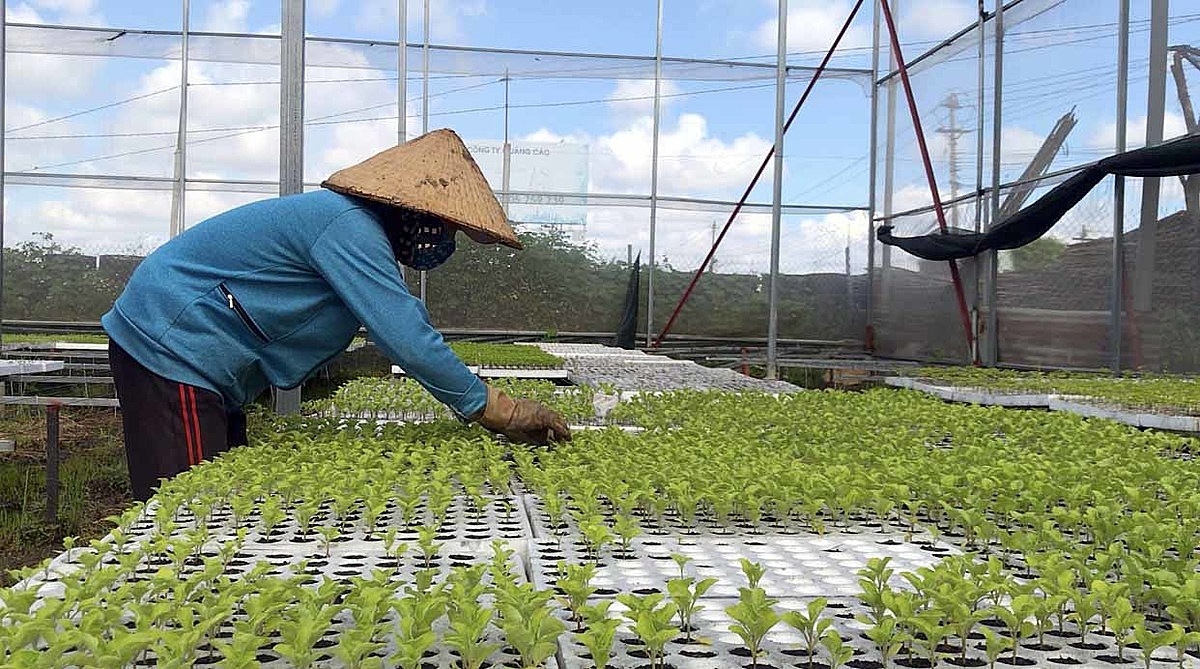 Thành viên góp vốn trong HTX là đối tượng thành viên tiềm năng được quyền tham gia ký kết hợp đồng dịch vụ.