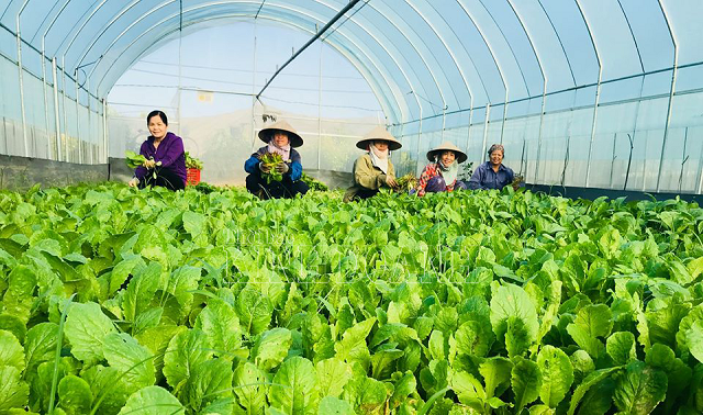 Các mô hình HTX sản xuất nông nghiệp hữu cơ ra đời đã góp phần nâng cao chất lượng sống của người dân.