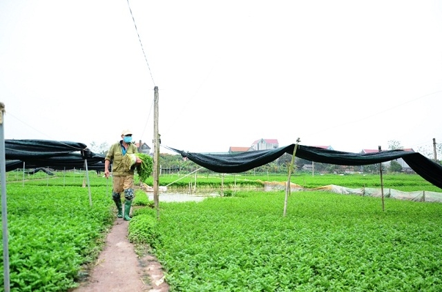 Phát triển nông nghiệp xanh, bền vững đang là mục tiêu mà Hà Nội hướng tới.