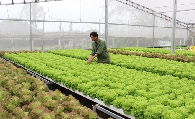 Liên kết vùng giúp HTX sản xuất kinh doanh hiệu quả hơn.