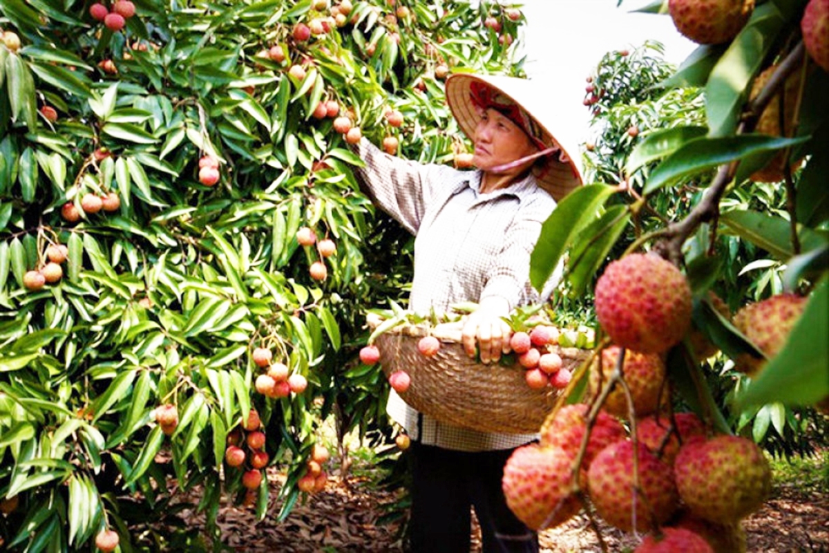 Sản xuất hữu cơ là chìa khóa giúp HTX giảm chi phí, tránh tác động của bão giá phân bón, thuốc bảo vệ thực vật.