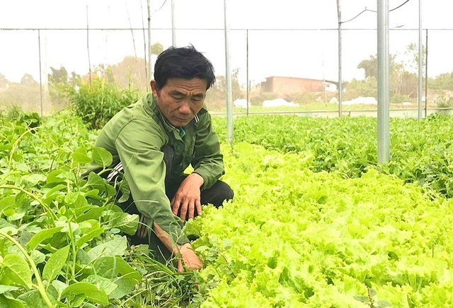 Trồng rau theo tiêu chuẩn VietGAP, mở ra con đường thoát nghèo, vươn lên làm giàu cho hàng chục hộ thành viên HTX.
