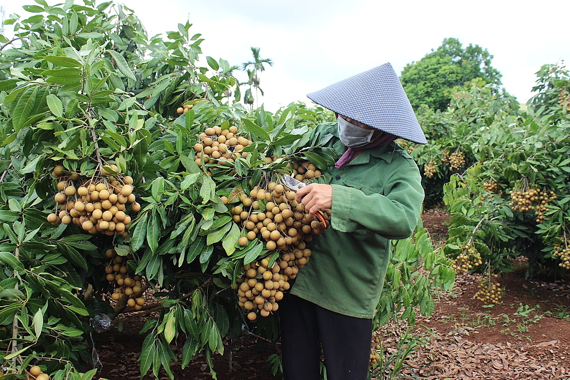 Tham gia HTX trồng cây ăn quả là hướng thoát nghèo của không ít hộ dân ở Sơn La.