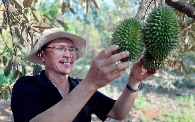 Sầu riêng xuất khẩu chính ngạch sang Trung Quốc giúp người dân, HTX vơi bớt nỗi lo đầu ra mỗi khi chính vụ.