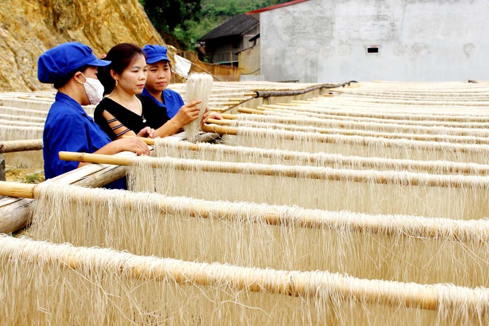 HTX miến dong Tài Hoan là mô hình tiêu biểu giúp phụ nữ giảm nghèo.