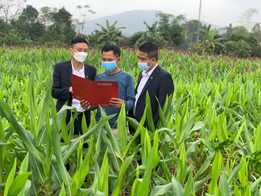 Agribank đã giúp nhiều hộ nông dân làm giàu trên chính mảnh đất quê hương.