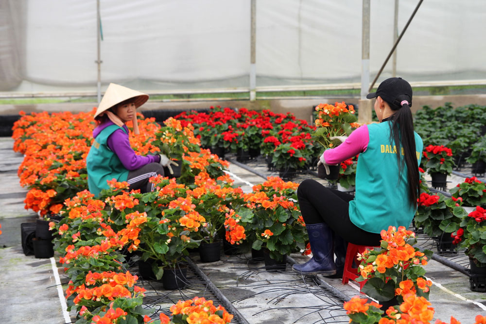 Hỗ trợ HTX tiếp cận nguồn vốn để đầu tư công nghệ cao sẽ đáp ứng được yêu cầu xuất khẩu.