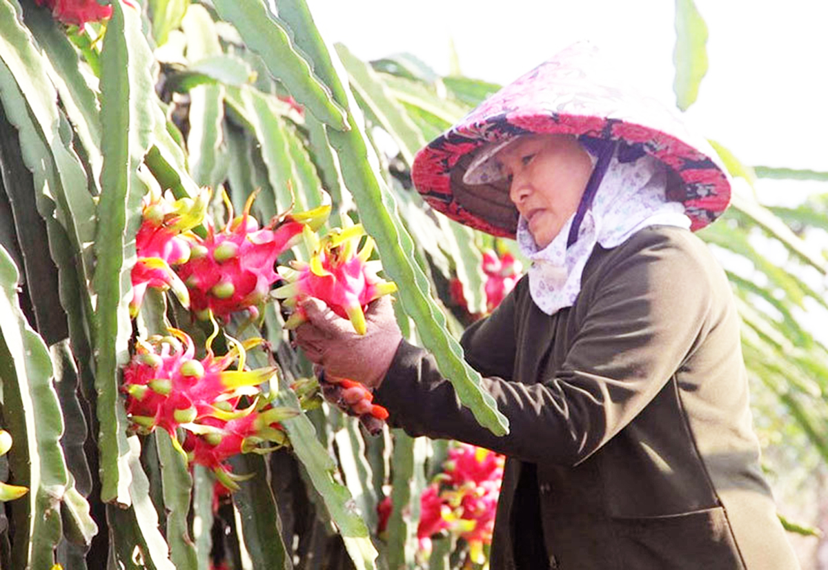 Sự cải tiến về sản xuất giúp nhiều HTX tự tin tiếp cận với những thị trường mới.