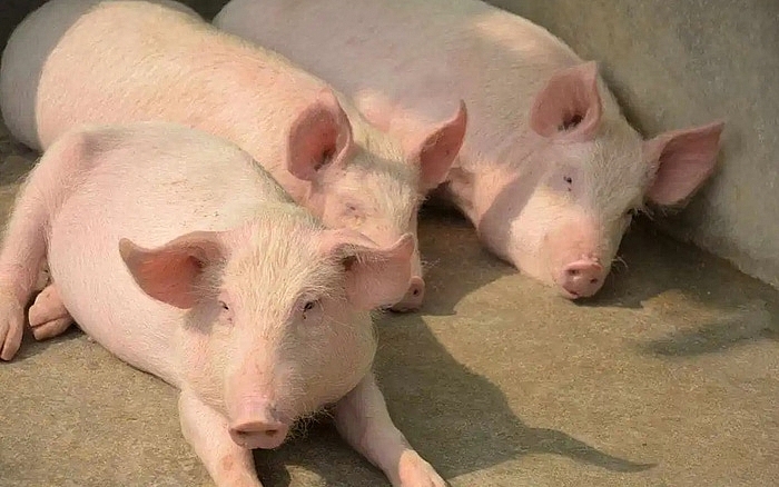 Chăn nuôi lợn vẫn đang gặp nhiều khó khăn dù giá lợn hơi tăng trong những ngày gần đây.