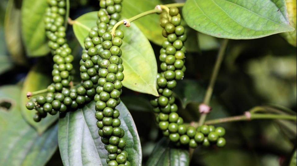 Giá tiêu liên tiếp đi ngang trong những ngày gần đây.