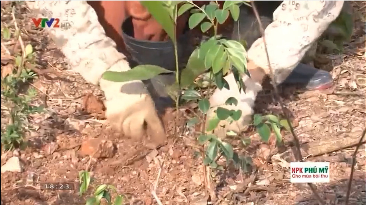 Khắp vùng lòng hồ Hòa Bình đã có thêm rất nhiều gia đình, nhiều cộng đồng ngày càng nâng cao nhận thức về phát triển sinh kế từ việc bảo vệ và phát triển rừng bảo vệ môi trường và cảnh quan thiên nhiên.