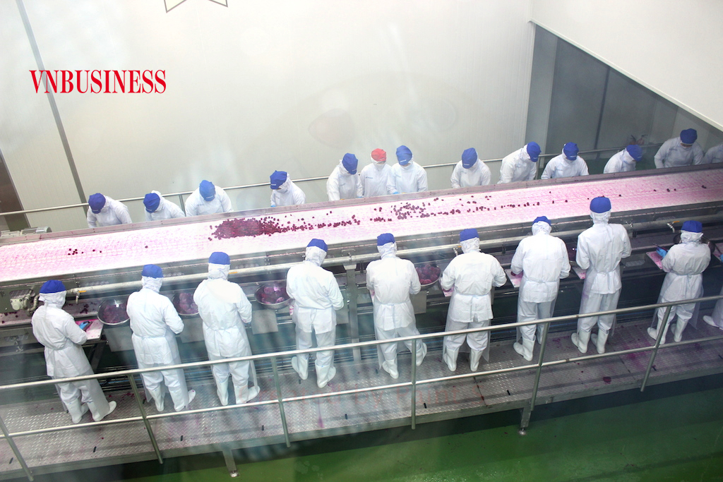 Có nhiều DN chế biến nông sản đang rơi vào cảnh “khó chồng khó” khi nguyên liệu để đáp ứng nhu cầu chế biến vẫn thiếu hụt (chỉ đáp ứng 60% công suất).