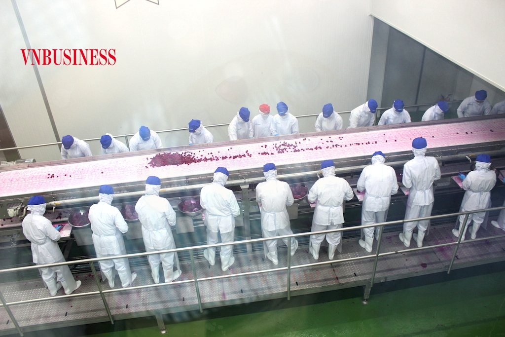 Có nhiều DN chế biến nông sản đang rơi vào cảnh “khó chồng khó” khi nguyên liệu để đáp ứng nhu cầu chế biến vẫn thiếu hụt (chỉ đáp ứng 60% công suất).