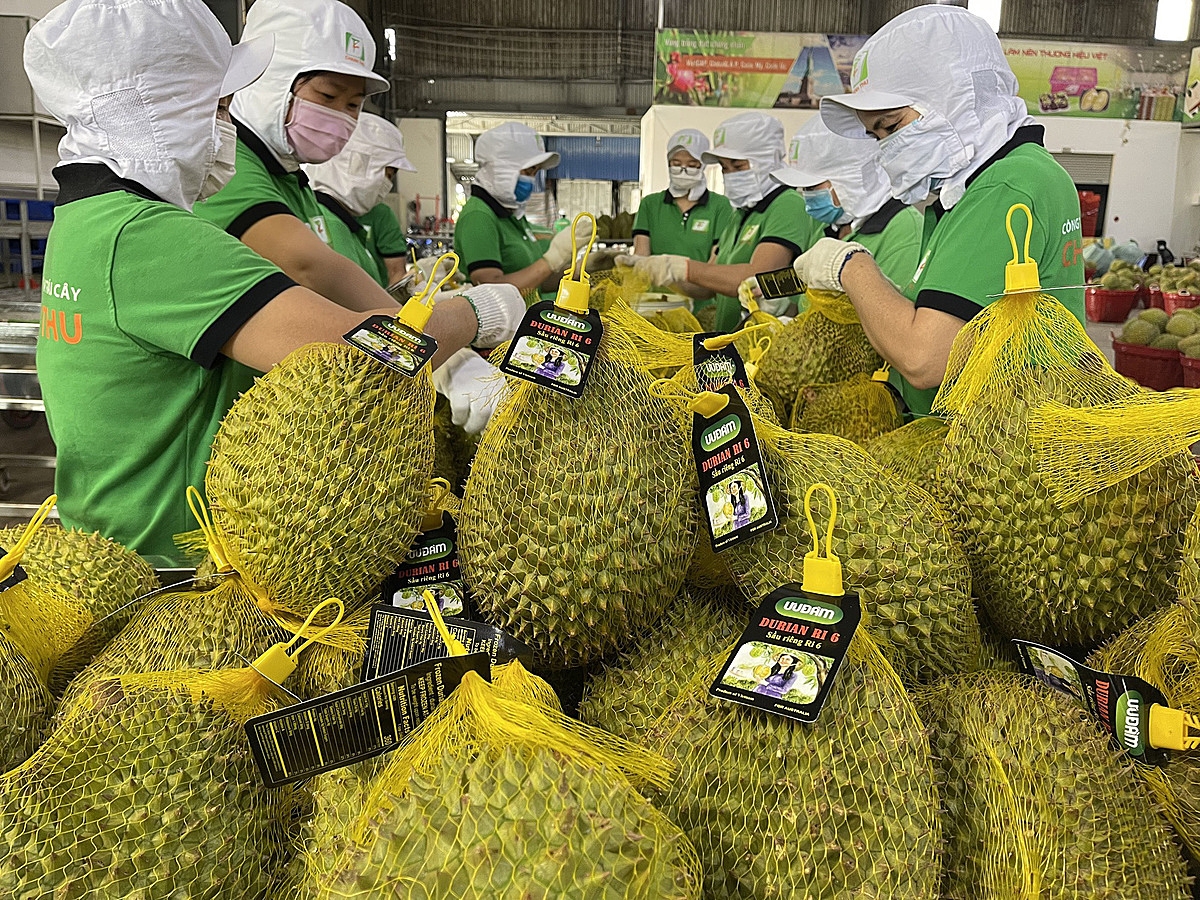 Đảm bảo chất lượng vẫn là điều kiện tiên quyết để giúp các đơn vị xuất khẩu sầu riêng mở rộng và thâm nhập các thị trường trên thế giới.