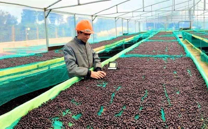 Các doanh nghiệp cần nắm vững các quy định nhập khẩu cà phê từ Việt Nam của phía Trung Quốc.