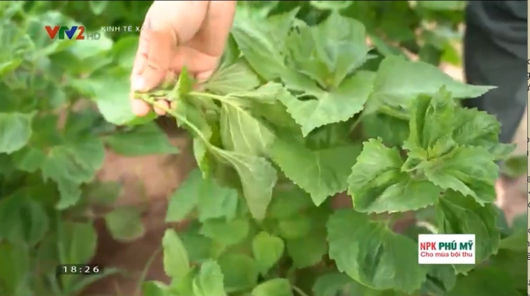 Liều lượng phân và cách bón dựa trên tiêu chuẩn cụ thể quy định trên các quy trình của từng loại.