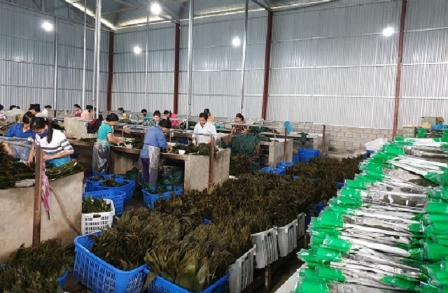 Để tạo thêm việc làm cho lao động nông thôn, việc dạy nghề là bước quan trọng giúp bảo đảm được năng suất, chất lượng sản phẩm.