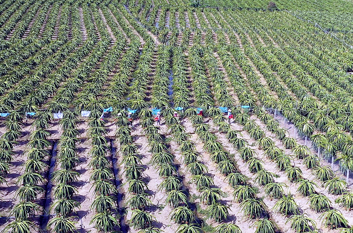 Gói hỗ trợ lãi suất 2% cần triển khai nhanh chóng để làm bàn đạp cho HTX phục hồi và phát triển sản xuất.