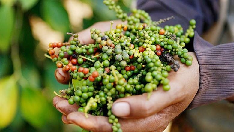 Giá tiêu tăng 500 đồng/kg so với cùng thời điểm hôm qua.