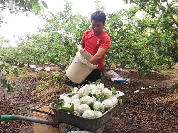 Ổi của HTX Khánh Phong là một trong số 55 sản phẩm OCOP trên địa bàn huyện Mê Linh.