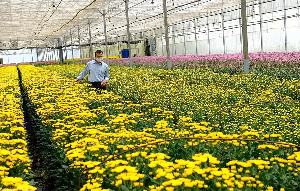 Sản xuất nông nghiệp công nghệ cao vẫn khiêm tốn, chưa phát huy được tiềm năng, thế mạnh của các địa phương.