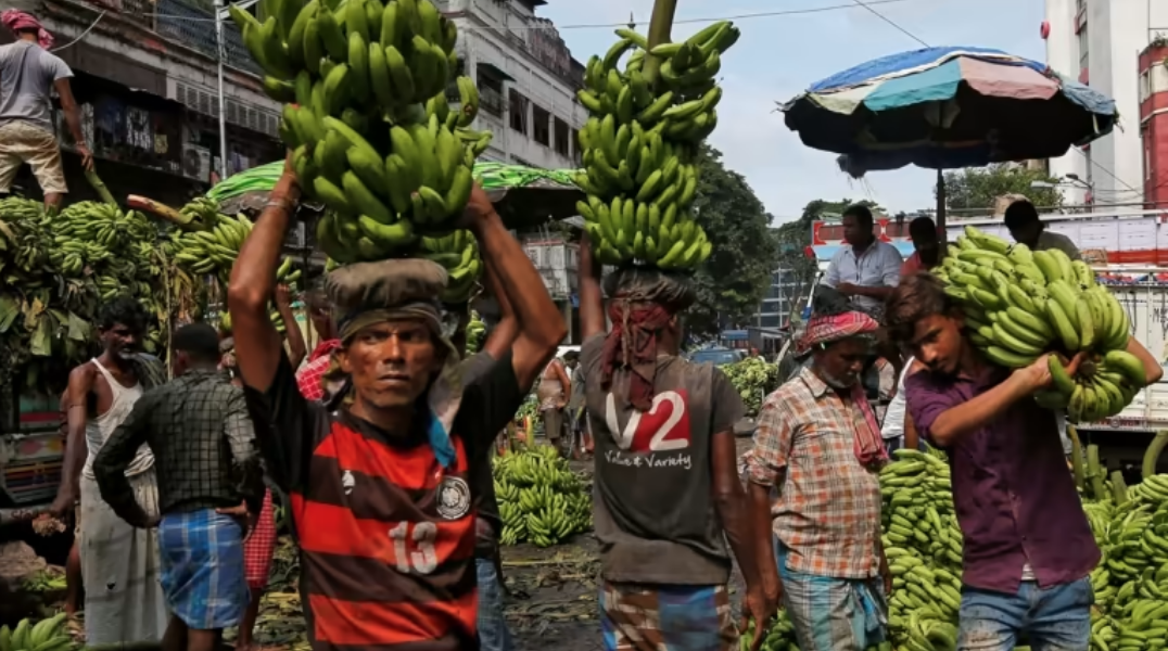 Công nhân dỡ chuối khỏi xe tải tại một khu chợ ở Kolkata. Theo Tổ chức Nông lương Liên hợp quốc, Ấn Độ là nước sản xuất chuối hàng đầu thế giới. © Reuters