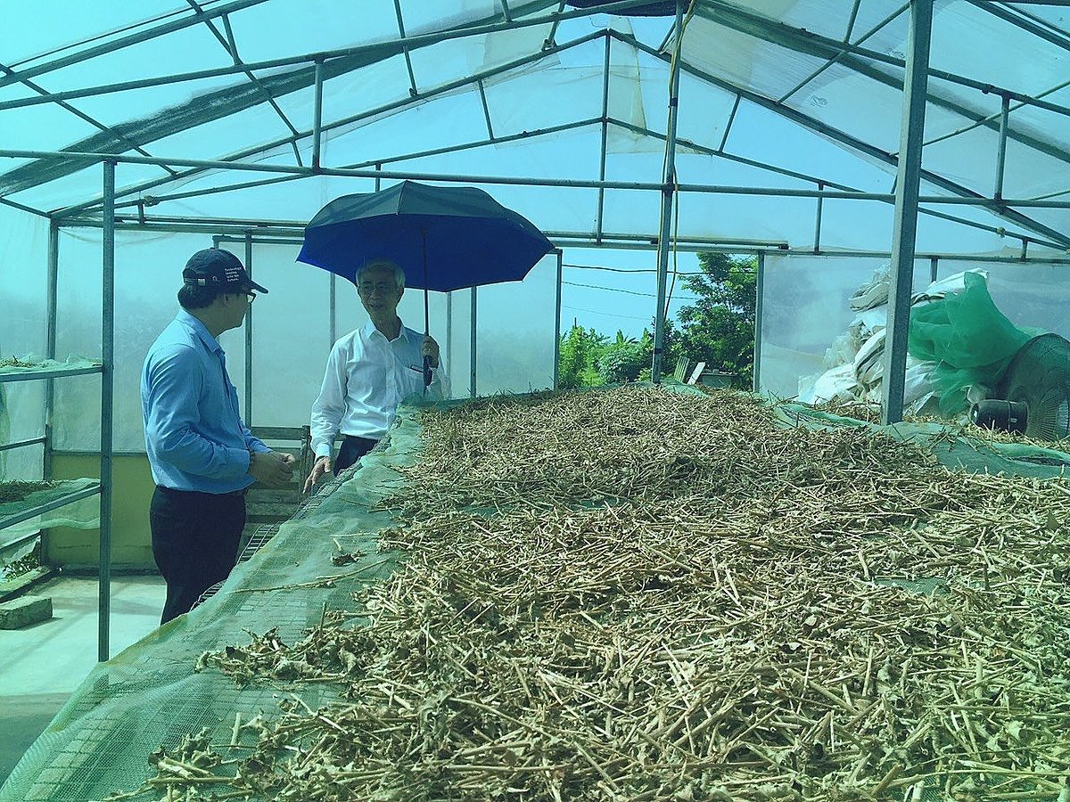 Nhà kính phơi dược liệu của Liên hiệp HTX nông dược Thái Bình.