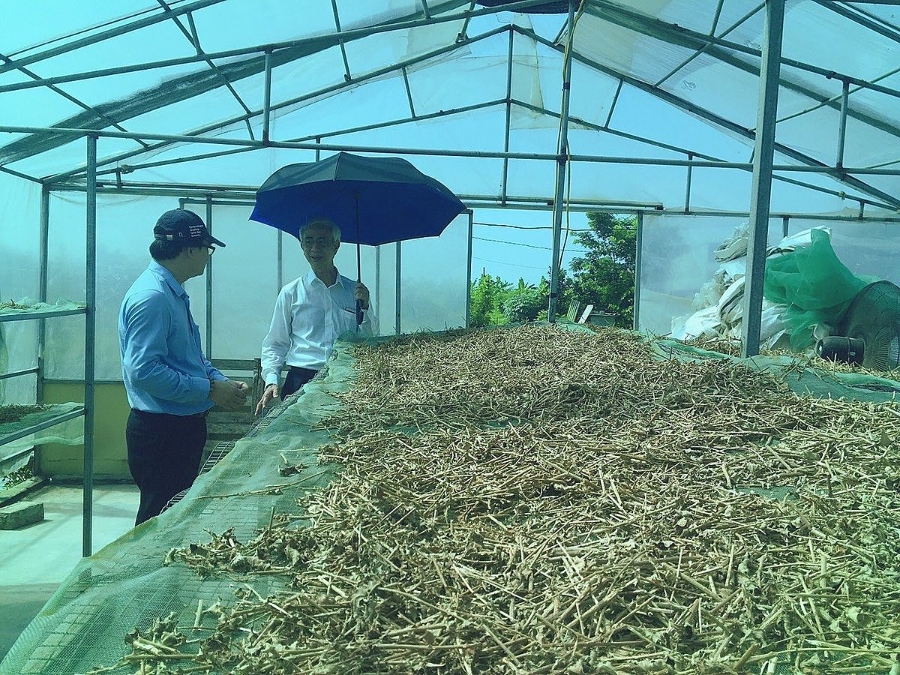Nhà kính phơi dược liệu của Liên hiệp HTX nông dược Thái Bình.